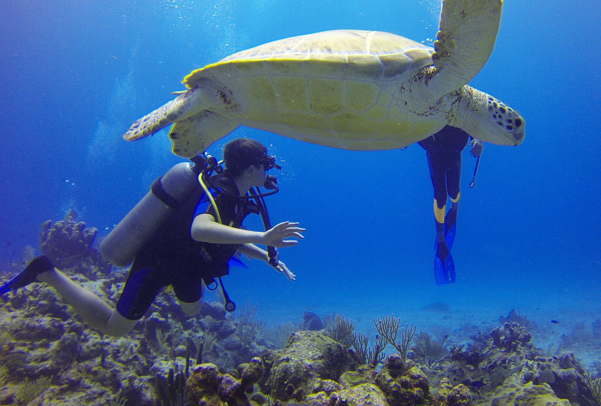 diver-549380_1920 Scuba Diving