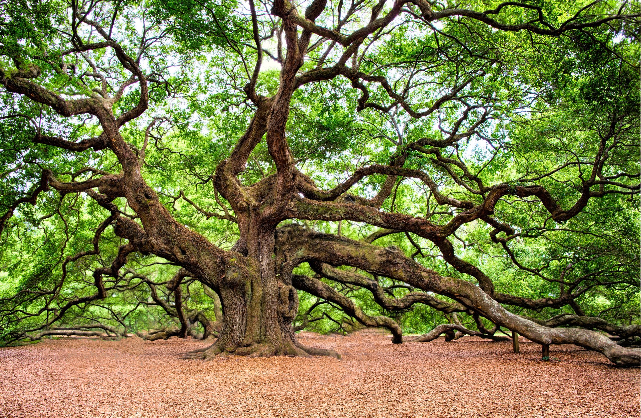 oak-tree-2018822
